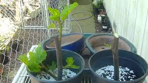 Pohon buah tin dalam pot. Cara Stek Buah Tin I Cv Maulana Says Green Three