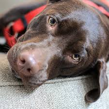 To aid the veterinarian in diagnosis, bring your dog in for an examination as soon as you recognize symptoms. Bone Cancer In Dogs Huntersville Vet Oncologist Carolina Veterinary Specialists