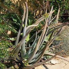Image result for Aloe aculeata × ortholopha