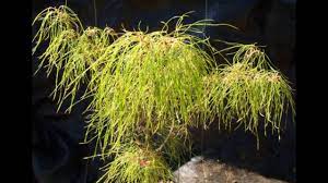 This dwarf compact japanese maple is a very slow grower, only reaching 2' in 10 years. Acer Palmatum Fairy Hair Youtube