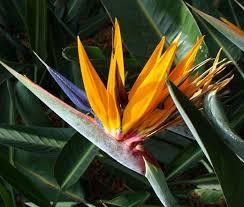 Image result for Strelitzia caudata