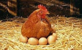 Perbedaan Broiler Dan Petelur Pt Ansell Jaya Indonesia