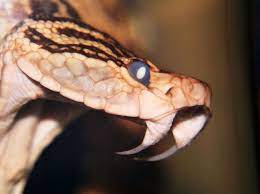 Habu Snake Snake Beautiful Snakes Snake Art