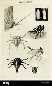 Image result for Oxyrhachis