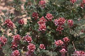 Image result for Indigofera congesta