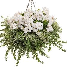 Image result for Helichrysum lineare