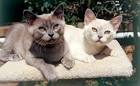 Burmese Kittens for Sale - The Burmese Cat Club