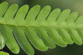 Image result for Pteris burtonii