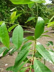 Image result for Polysphaeria