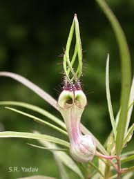 Image result for Ceropegia racemosa