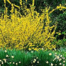 Planting And Caring For Shrubs Shrubs Plants Forsythia Bush