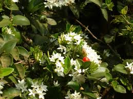 Image result for Carissa bispinosa