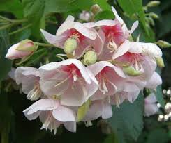 Image result for Dombeya burgessiae