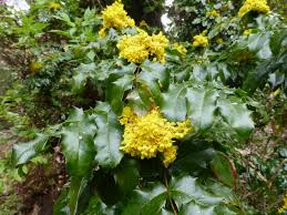 Green flowers represent life, nature and rejuvenation. April 2020 In The Neighbourhood Ubc Botanical Garden