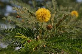 Image result for Acacia xanthophloea