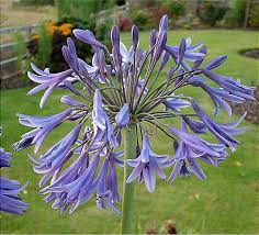 Agapanthus Inapertus Radiant Star Garden Perennial Plant Ex 2 Litre Pot Ebay