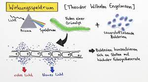 Warum ist die fotosyntheserate bei der gleichzeitigen einstrahlung nicht genau zweimal so groß wie die einzelne anlegung der lichter? Experimentelle Erforschung Der Fotosynthesereaktion Inkl Ubungen