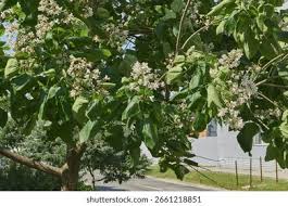 Image result for Gomphocarpus tenuifolius