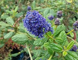 Image result for Commicarpus grandiflorus