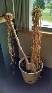 Check spelling or type a new query. Is This Ponytail Palm Dead Ubc Botanical Garden Forums