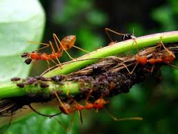 Ladybugs also tend to lay their eggs in aphid colonies so the larvae can. How To Rid Your Roses Of Aphids Dengarden