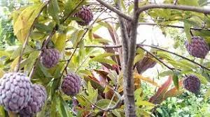 We did not find results for: Penjagaan Pokok Nona Srikaya Agar Sentiasa Lebat Berbuah Youtube