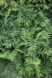 Image result for Pteris dentata