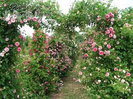 ↑ and ←→ show the maximum height and spread, respectively, in metres. Old Garden Roses Petrovic Roses Amazing Garden Ideas Amazing Gardens Wooden Garden