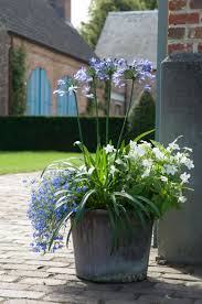 Image result for Agapanthus codii