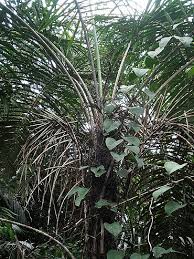 Image result for Raphia sese