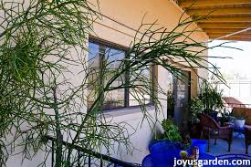 One of the great things about this plant is that you won't have to worry. Pencil Cactus Pruning Pruning A Large Euphorbia Tirucalli