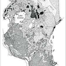 Image result for Hypoxis kilimanjarica