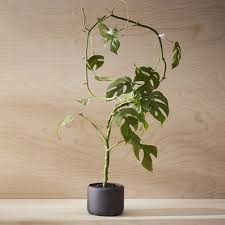 Image result for Nesaea sarcophylla