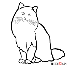 How To Draw The Ragdoll Cat Sketchok Because this is such a defining feature, your cat deserves a name from our list of fluffy cat names. how to draw the ragdoll cat sketchok