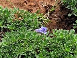 Image result for Aptosimum procumbens