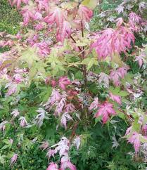 Fedex direct to your home · healthy, mature plants Japanese Maple