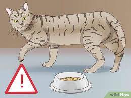 3 Ways To Tell If A Cat Is In Labor Wikihow Pet