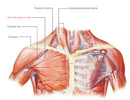 Human muscle system, the muscles of the human body that work the skeletal system, that are under voluntary control, and that are neck flexion refers to the motion used to touch the chin to the chest. Easy Notes On The Pectoral Region Muscles Learn In Just 6 Mins Earth S Lab