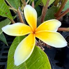 Image result for Plumeria rubra