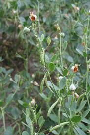 Image result for Zygophyllaceae