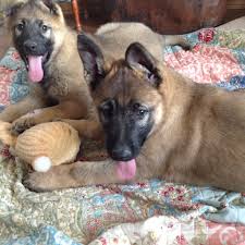 Black sable german shepherd german shepherd puppies german shepherds free puppies dogs and puppies beautiful dogs animals beautiful rottweiler pit bull. Super Silver Sable Litter Fernbrook German Shepherds Llc