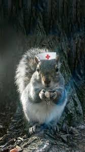 Most people find squirrels rather cute. Funny Squirrel Squirrel Funny Squirrel Koala Bear