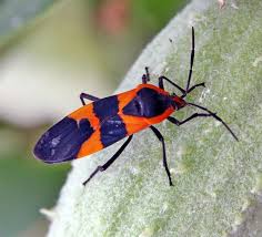 Milkweed Bugs Have Bright Red Or Orange Aposematic Warning Coloration Common Milkweed Insects Master Gardener Progr Milkweed Milkweed Plant Milkweed Seeds