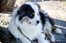 Registered mini/toy australian shepherd puppies. Kiss And Jagger Have Puppies Mini Aussie Puppies For Sale Miniature Australian Shepherd Puppies For Sale Tn