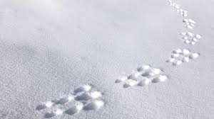 Rätsel rund um das thema tier. Ratsel Gelost Diese Mysteriose Spur Im Schnee Hinterliessen Krone At