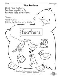 Fine Feathers Lesson Plans The Mailbox Animal Adaptations Animal Worksheets Kindergarten