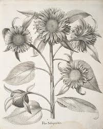 Antique Botanical Prints Black And White Vintage Sunflower Botanical Print Black And White Vintage Wall Etsy In 2020 Art Canvas Art Vintage Wall Art