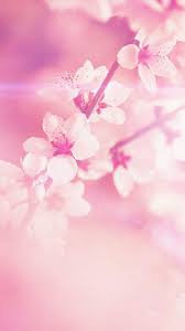 Pink flower wallpapers on pinterest. Light Pink Flowers Wallpapers Wallpaper Cave