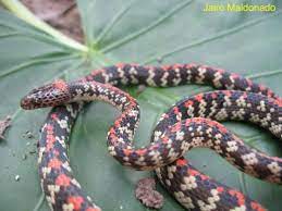 Siphlophis Cervinus Panama Spotted Night Snake Snake Vivarium Reptiles