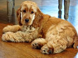 We did not find results for: Red English Cocker Spaniel Named Ruby Cockerspaniel